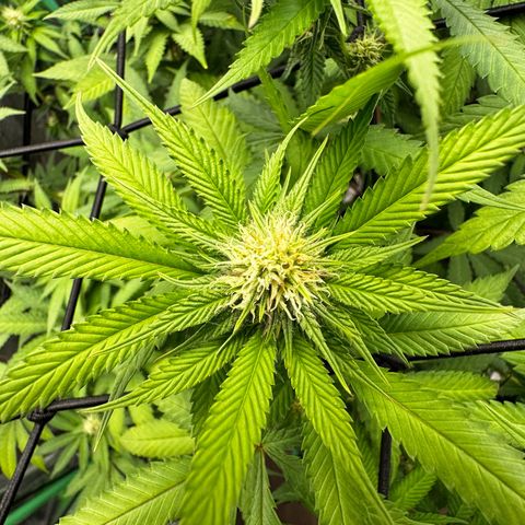 Lemon Tree growlog timeline photo
