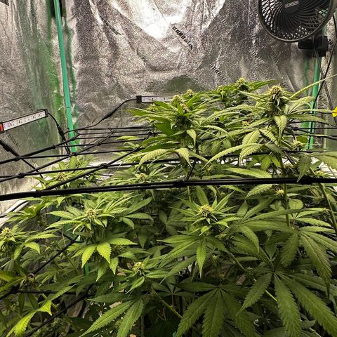 Lemon Tree growlog timeline photo