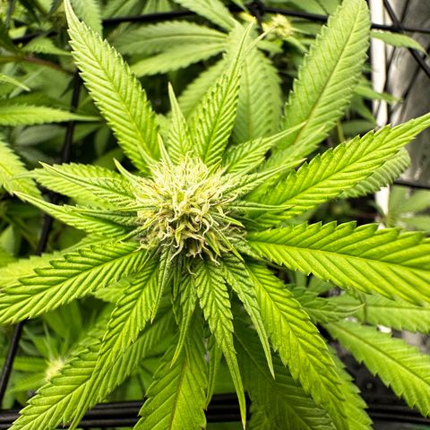 Lemon Tree growlog timeline photo