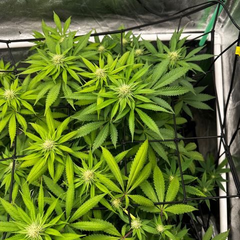 Lemon Tree growlog timeline photo