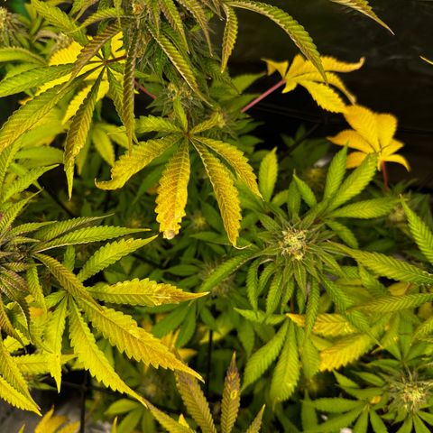 Lemon Tree growlog timeline photo