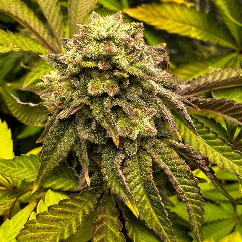 Lemon Tree growlog timeline photo