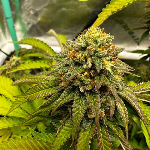 Lemon Tree growlog timeline photo