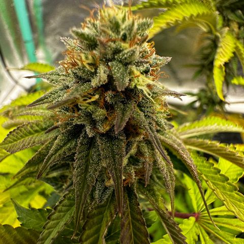 Lemon Tree growlog timeline photo