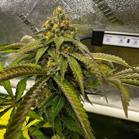 Lemon Tree growlog timeline photo
