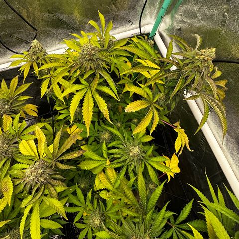 Lemon Tree growlog timeline photo