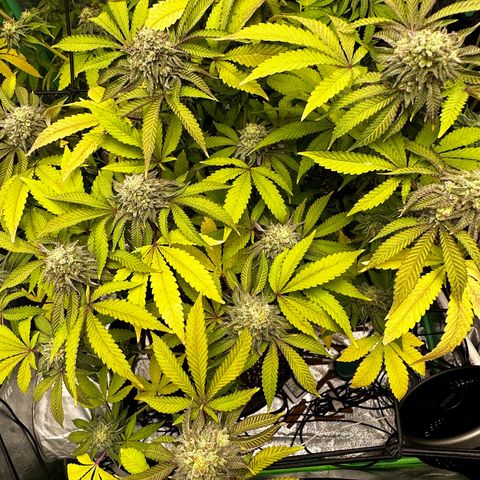 Lemon Tree growlog timeline photo