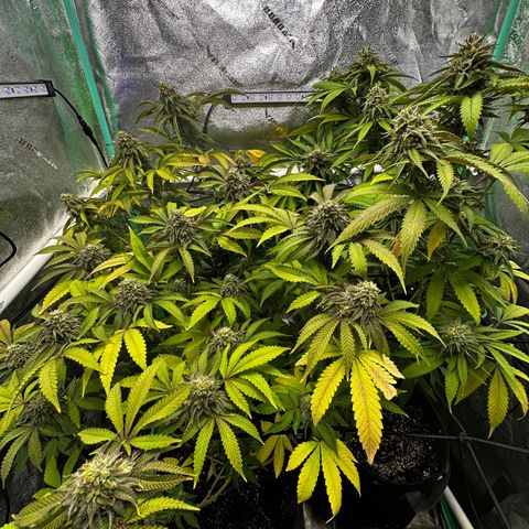 Lemon Tree growlog timeline photo