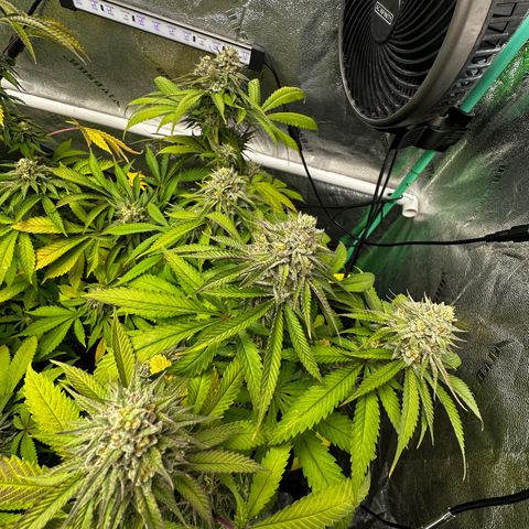 Lemon Tree growlog timeline photo
