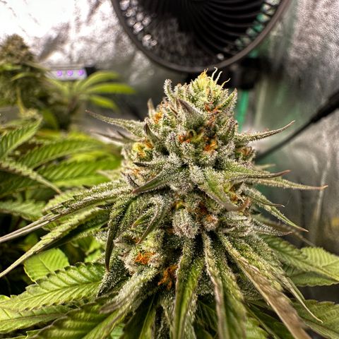 Lemon Tree growlog timeline photo