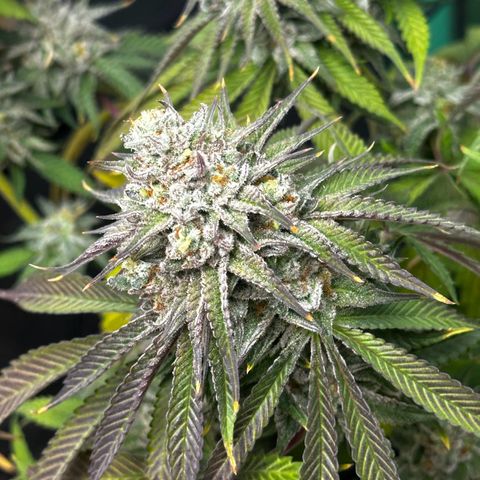 Lemon Tree growlog photo: Day50