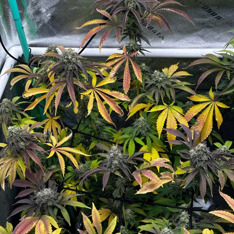 Lemon Tree growlog photo: Day50
