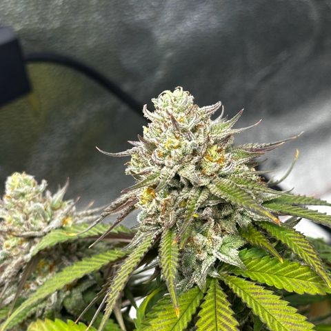 Lemon Tree growlog photo: Day50