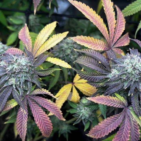 Lemon Tree growlog photo: Day50