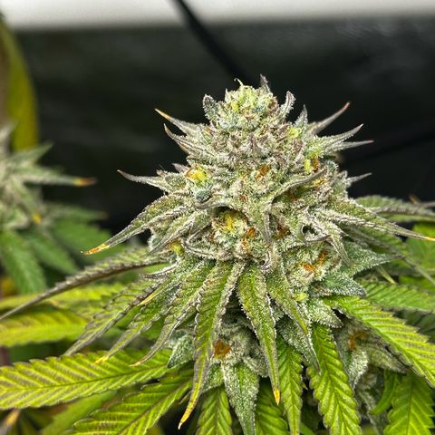 Lemon Tree growlog photo: Day50
