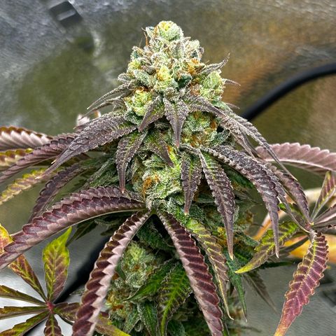 Lemon Tree growlog photo: Day50