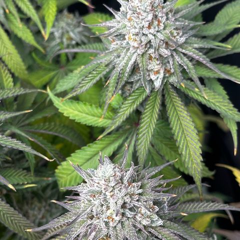 Lemon Tree growlog photo: Day50