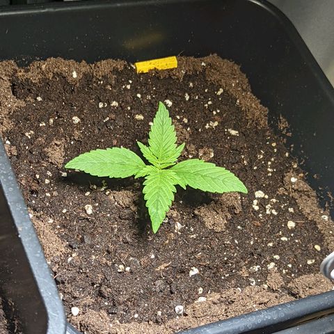 Cheese growlog photo: Cheese is getting big