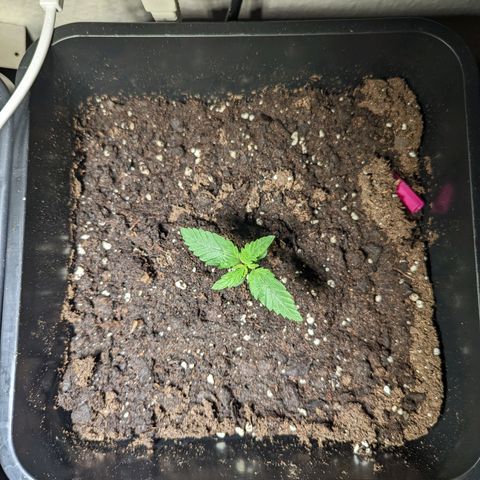 Runtz growlog timeline photo