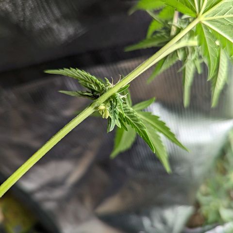 Runtz (Down) growlog photo: Oh..
