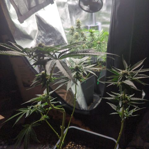 Runtz (Down) growlog photo: Goodbye little plant. As you can see: only 3 shoots left. Way to risky.