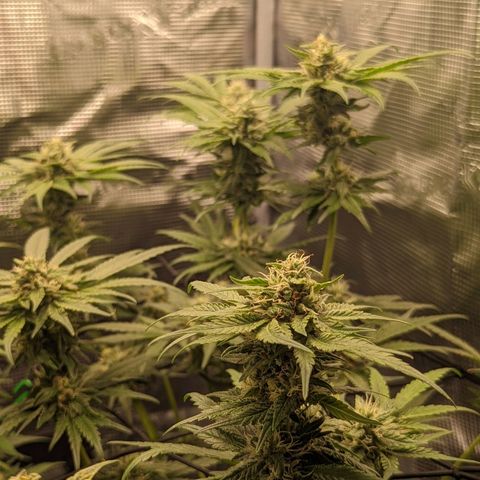 Runtz growlog timeline photo