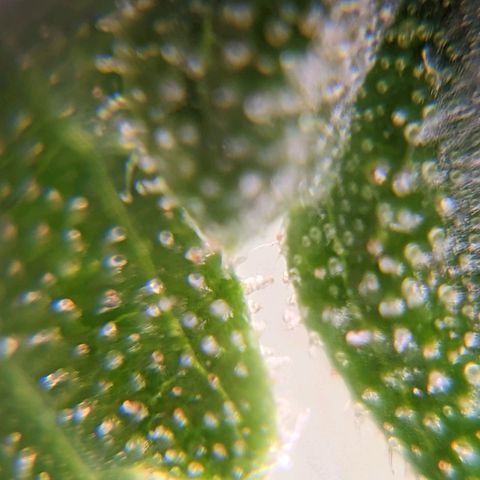Runtz growlog timeline photo