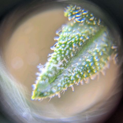 Runtz growlog timeline photo