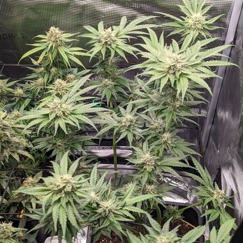 Runtz growlog timeline photo