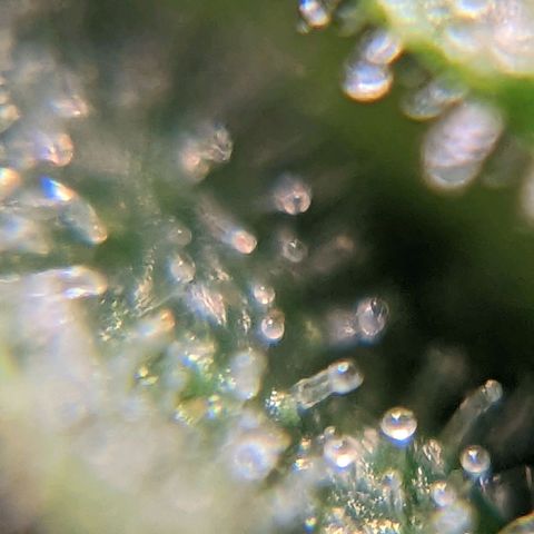 Runtz growlog timeline photo