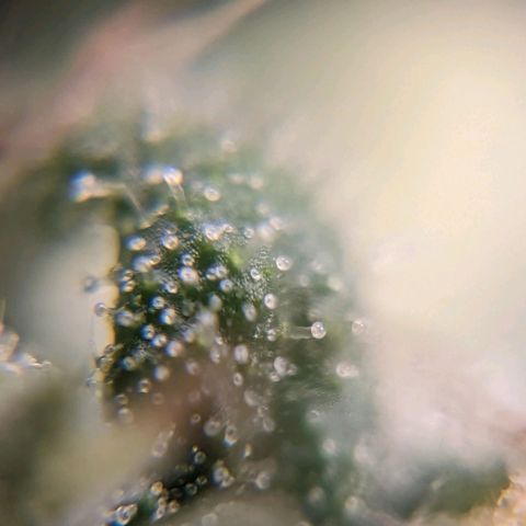 Runtz growlog timeline photo