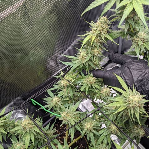 Cheese growlog timeline photo