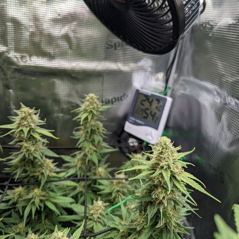 Cheese growlog timeline photo