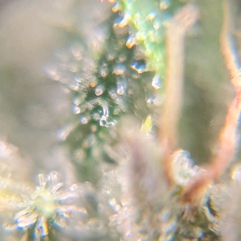 Runtz growlog timeline photo