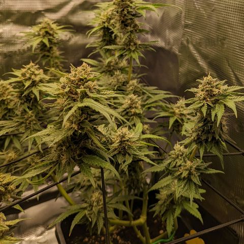 Runtz growlog timeline photo
