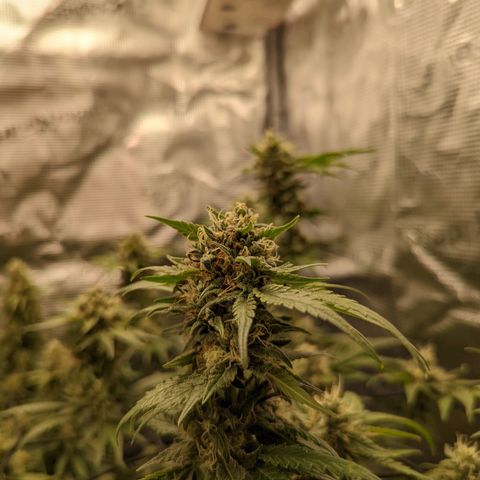 Runtz growlog timeline photo