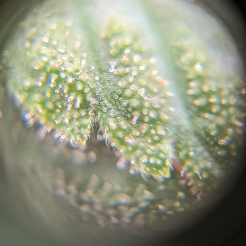 Runtz growlog timeline photo