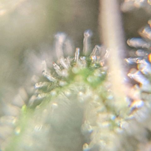 Runtz growlog timeline photo
