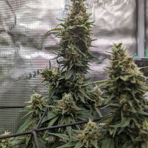 Cheese growlog timeline photo