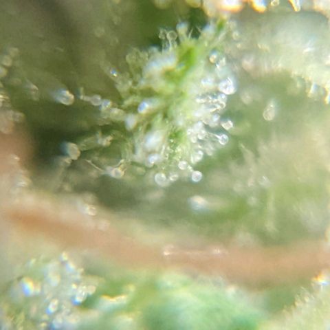 Cheese growlog timeline photo