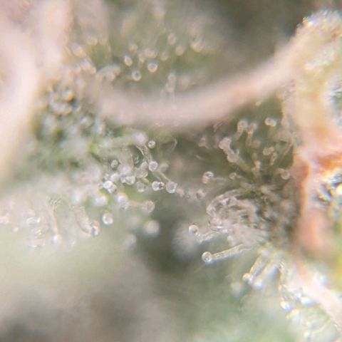 Cheese growlog timeline photo