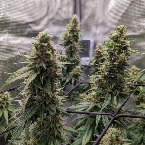 Cheese growlog timeline photo