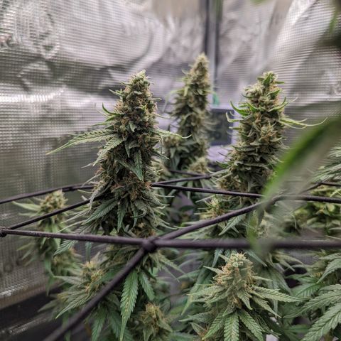 Cheese growlog timeline photo