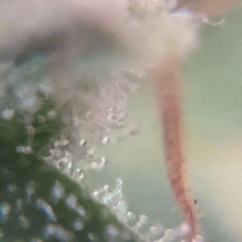 Cheese growlog timeline photo