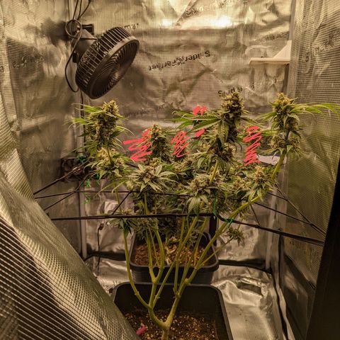 Runtz growlog timeline photo