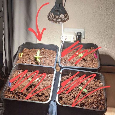 Cheese growlog photo: New pot