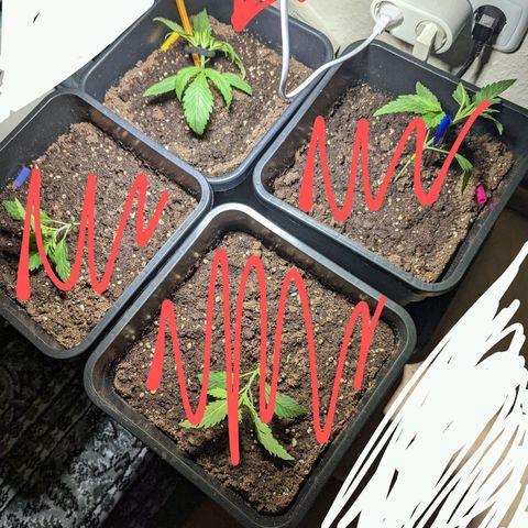 Cheese growlog photo: Beginning of LST (yes that's a pen and a hair tie)