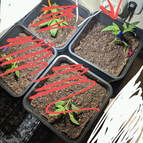Runtz growlog photo: Beginning of LST (yes that's a pen)