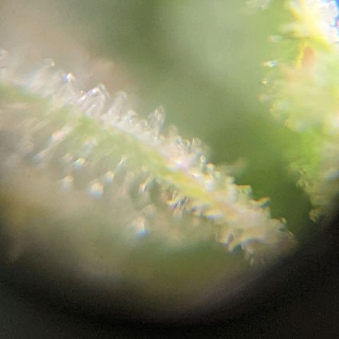 Cheese growlog timeline photo