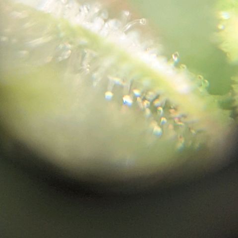 Cheese growlog timeline photo